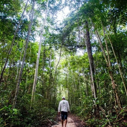 Agricultores que conservaram a floresta começam a receber R$ 2,2 milhões do Projeto Floresta+ Amazônia
